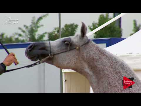 N.64 DONNA DIVA - Bergamo 2017 - 8 Years Old and older Mares (Class 8)