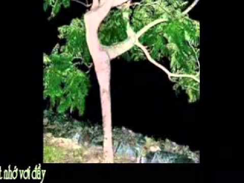 Thể hiện bởi Mỹ Dung