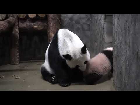 Black panda cute and funny