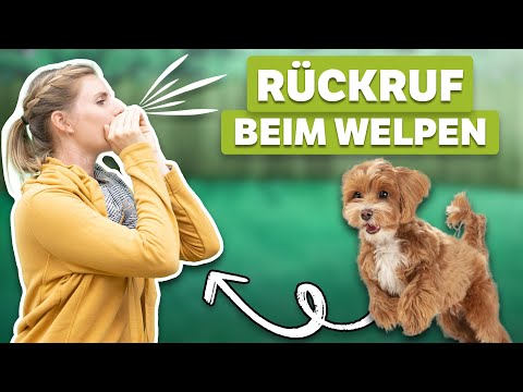 Sicherer RÜCKRUF bei deinem Welpen? So bringst du es ihm schnell und einfach bei!