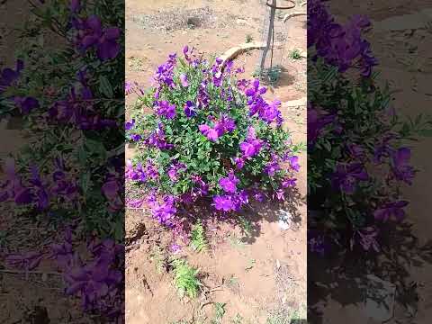 Natural# Beautiful flower # niral hapiness