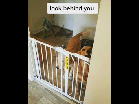 dog vs dinosaur #goldenretriever #puppy #doglover #goldens #dogs #momandson #goldenpuppy #dog