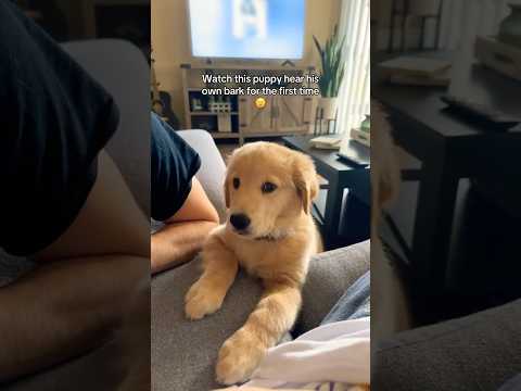Un chiot doré entend son propre aboiement pour la première fois !