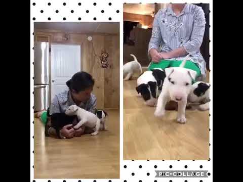 AKC Bull Terrier Puppy playing