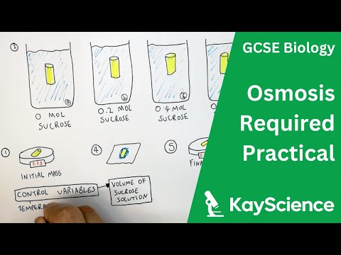 GCSE Biology – Osmosis in Potatoes Required Practical