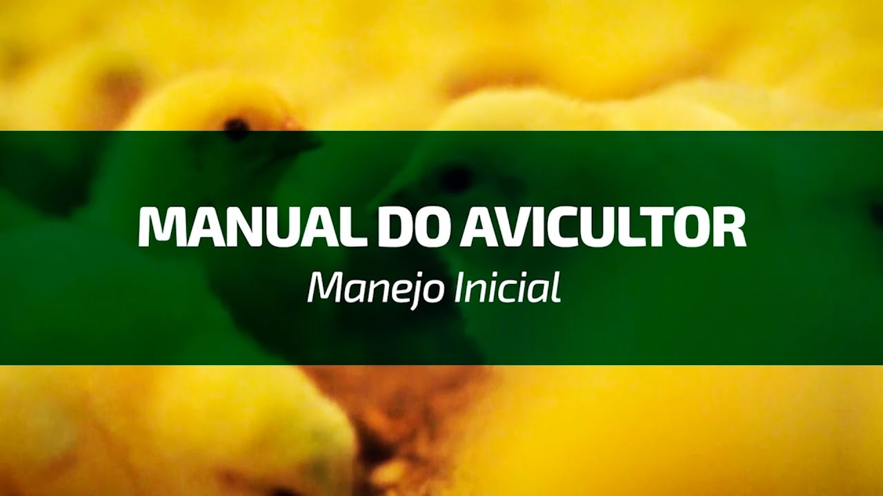 Manual do Avicultor - Manejo inicial