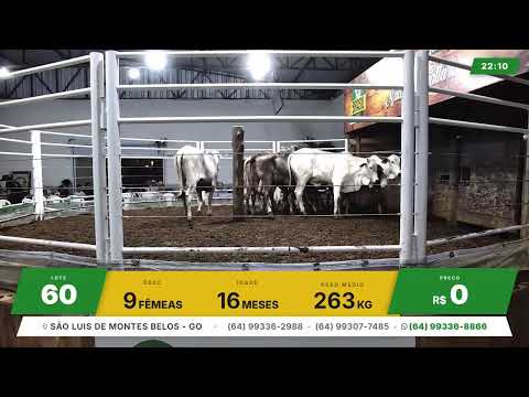 BRASIL LEILÕES - SÃO LUIS DE MONTES BELOS - GO -10/06/2026