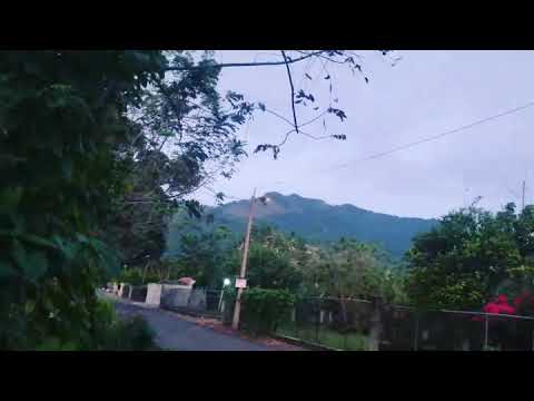 No son flores, son Garzas. Bonao.