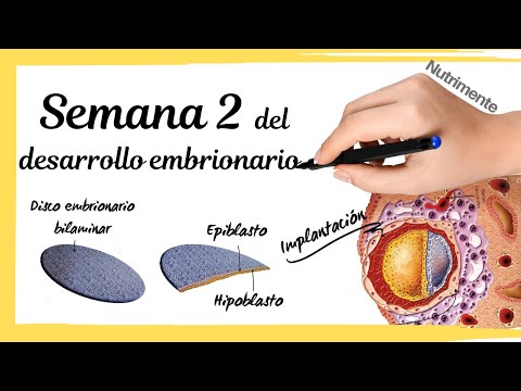 Second Week of Human Embryonic Development or week 4 from LMP (Last Menstrual Period)