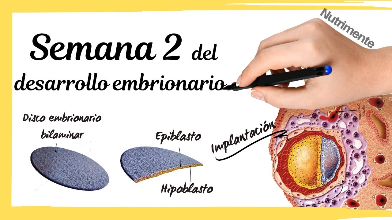 Segunda Semana Del Desarrollo Embrionario Humano o semana 4 desde FUM (Fecha.Última.Menstruación)