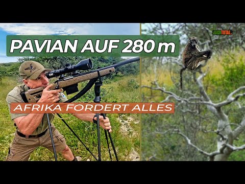 Pavianjagd mit .375 H&H auf 270 m & 280 m