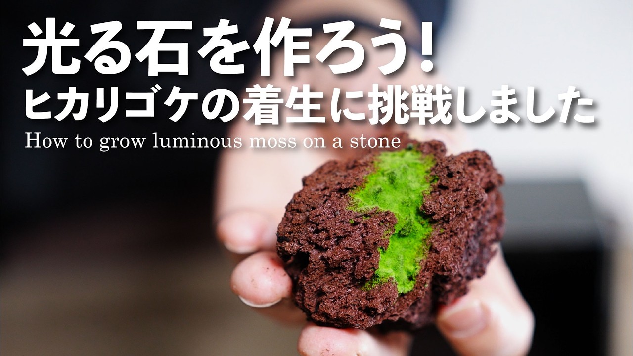 光る石をつくろう！ヒカリゴケの着生に挑戦 No.222