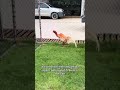 Anda Pasti Tau Ayam Pakhoy Putih Ini