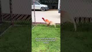 Download lagu Anda pasti tau ayam pakhoy putih ini mp3