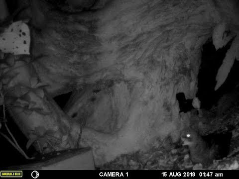 Piha - what lurks in the night