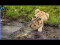 15 Most Incredible Lion Vs Crocodile Battles Caught On Camera