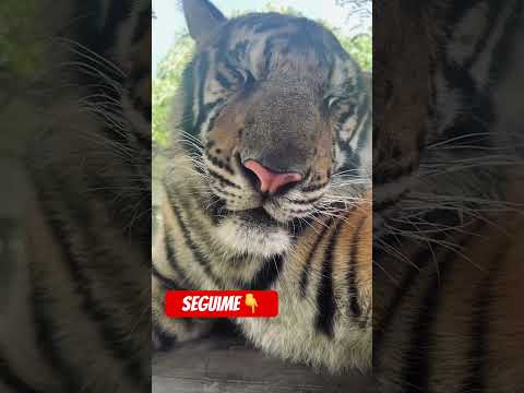 ¿Peligroso o Ético? Tocando Tigres Reales en Tailandia