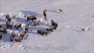 Phildel- The wolf (Sub. Español)