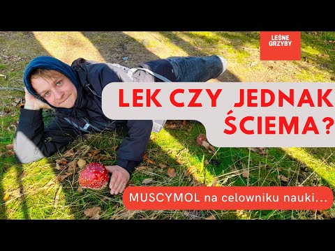 Muchomor czerwony - grzyb leczy czy ŚCIEMA?