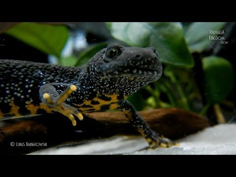 Mlok velky (Triturus cristatus)