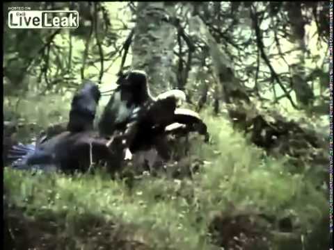 Golden eagleKing Eagle) takes down two Wood grouses