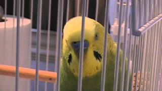 GREATEST TALKING BUDGIE BIRD GRAYSON SUPERBIRD!