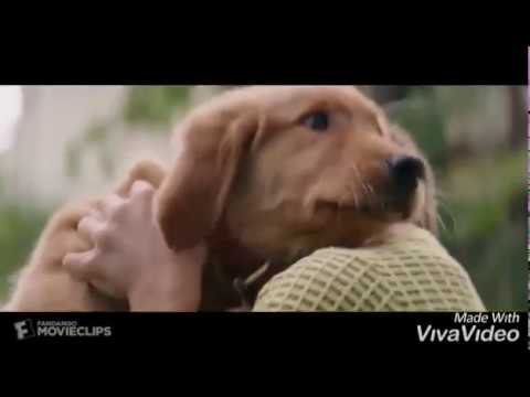 Song:Happier Movie:A dogs purpose(Tribute(