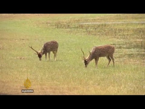 Wilpattuwe -  Chitral Somapala