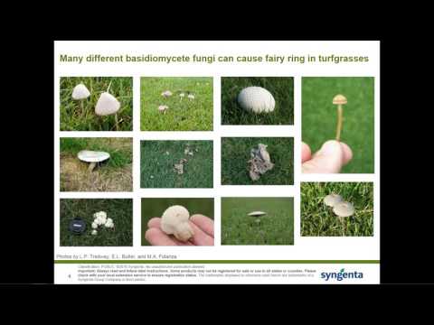 Preventative Fairy Ring Program