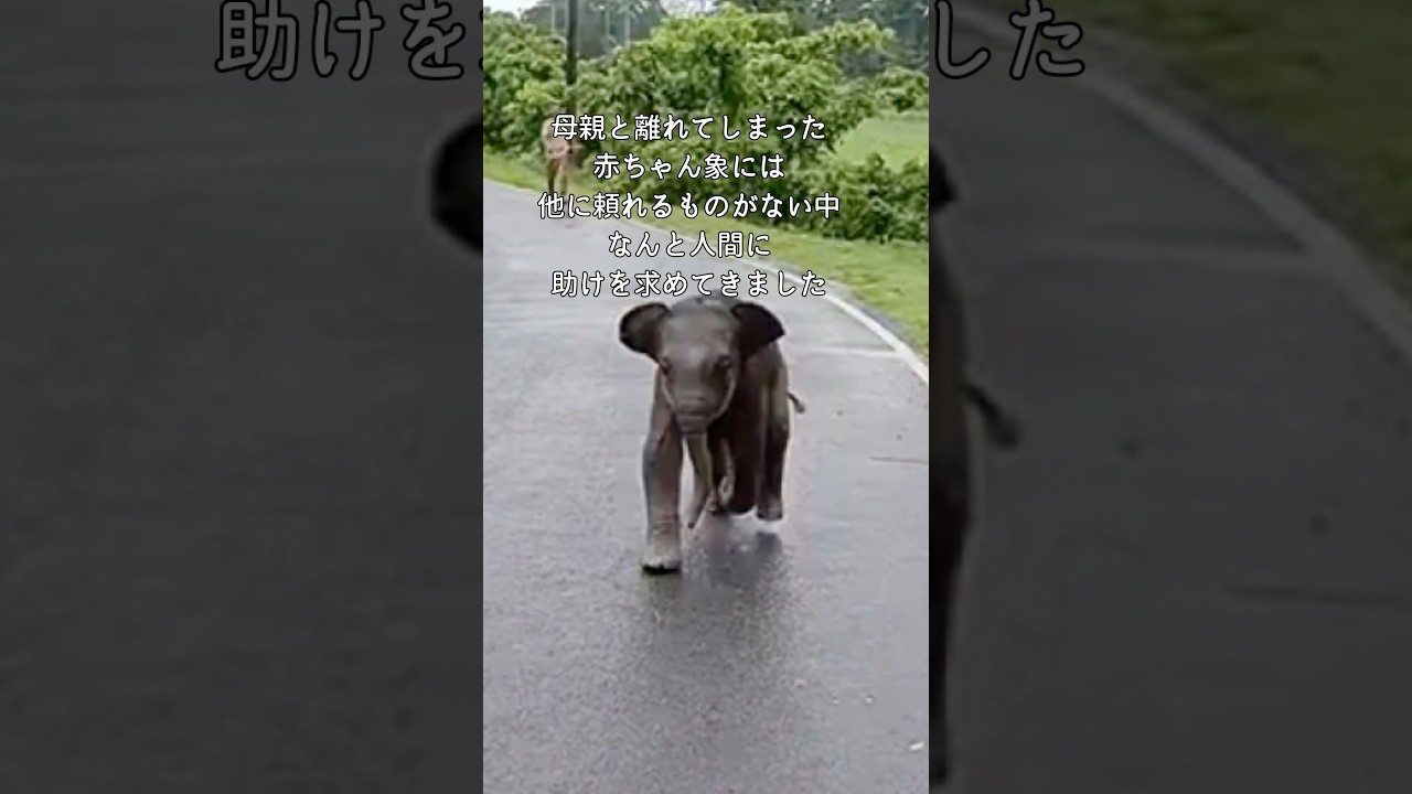 人間に助けを求めてきた赤ちゃん象 #動物 #感動  #象