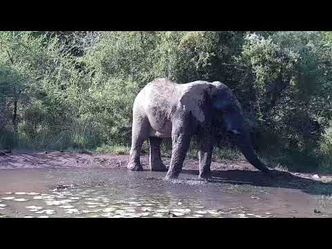 Kwa: Lone Elephant has a drink and splash down - 14:55 - 05/07/19