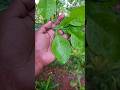 The Healing Secret Hiding in Lime Leaves