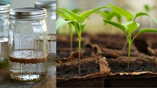 Why and How to Soak Seeds in Water Before Planting