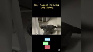 Os Truques Incríveis dos Gatos #gatos #pets #gato #cat #funny #animals
