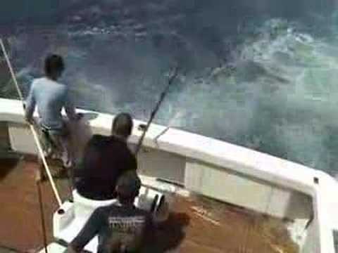 450 pound Black Marlin eaten by shark