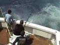 450 pound Black Marlin eaten by shark 