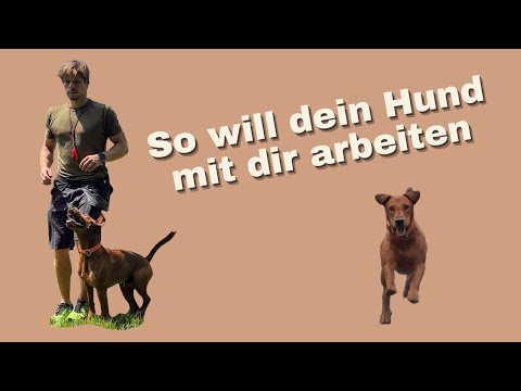 Positiver TRAININGSAUFBAU und KONDITIONIERUNG im Hundetraining