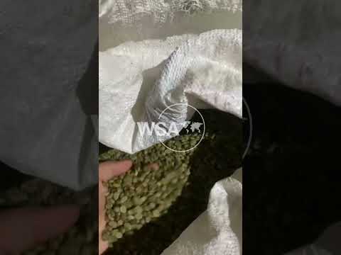 Robusta coffee farmers in Pasuruan, East Java