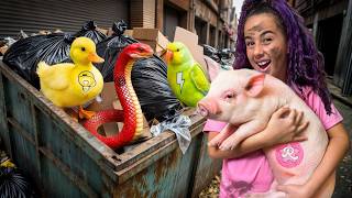 RESGATEI OS ANIMAIS DO GRUPO DOS ROSA ABANDONADOS - ANIMAIS DOS ELEMENTOS