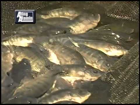 6 na buwan siya ay nawala 50 kg Kung paano na magsunog ng taba timbang mas mabilis