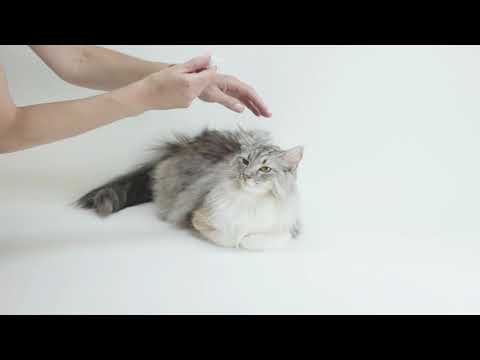 ITCH Cat Flea Treatment