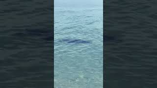 Shark 😱 at the shore of Green Island #shark #greenisland #cairns #cruise #travel