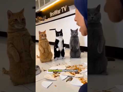 very angry mother of cats.. #catshorts #kucinglucu #shorts #fypシ゚viral #lucu