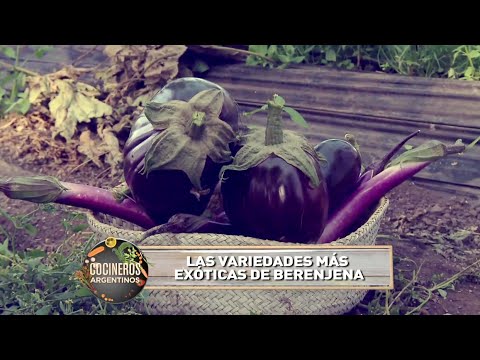 De la tierra a tu mesa, berenjenas