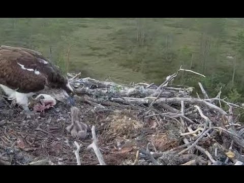 The sole surviving Osprey chick on Satakunta nest 3 gets a good feed 11 Jun 2021