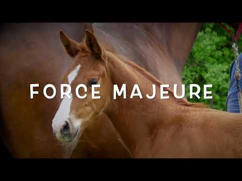 FORCE MAJEURE SF v. FRANCO NERO - SAN AMOUR