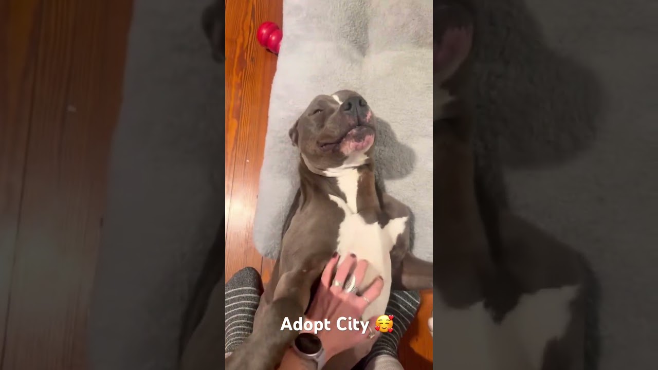 Enlarge CITY, a ADOPTABLE Pit Bull Terrier in Media, PA video 6/6