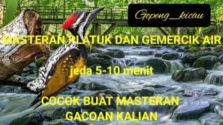 Download lagu masteran pelatuk bawang dan terapi air- jeda 5-10 menit cocok buat masteran gacoan anda!!! mp3 Download lagu masteran pelatuk bawang dan terapi air- jeda 5-10 menit cocok buat masteran gacoan anda!!! mp3