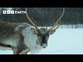 Reindeer S Amazing Adaptations To Living In Snow Snow Animals BBC Earth Kids