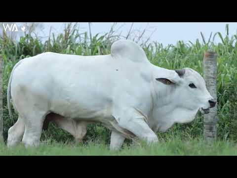 LOTE 39 - REMC A3987 - 9ª SEMANA PRIMAVERA GENÉTICA ADITIVA 2022 - 1ª ETAPA - MACHOS